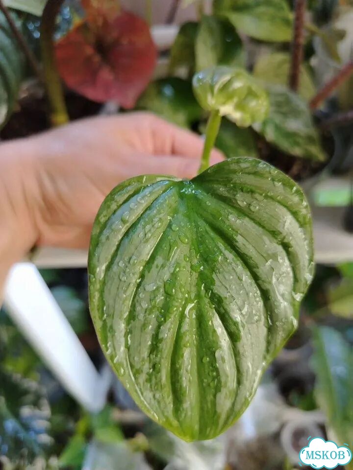 Кактус фото 6