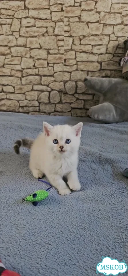 Шотландский прямоухий короткошёрстный котёнок фото 1