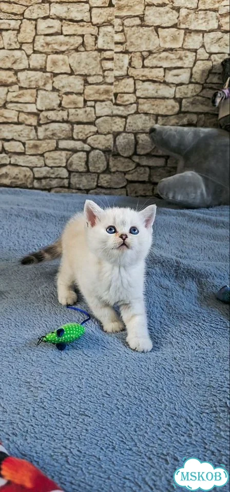 Шотландский прямоухий короткошёрстный котёнок фото 10