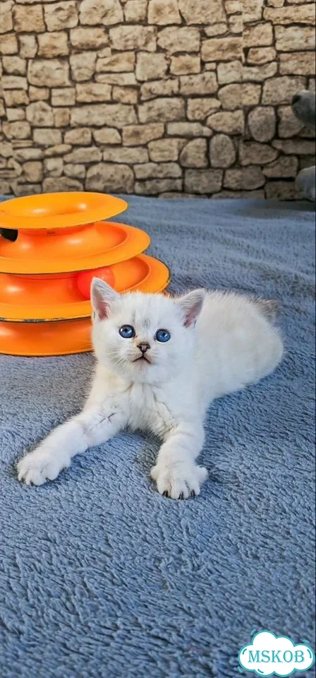 Шотландский прямоухий короткошёрстный котёнок фото 2