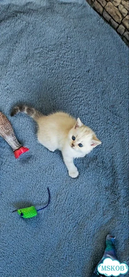 Шотландский прямоухий короткошёрстный котёнок фото 3
