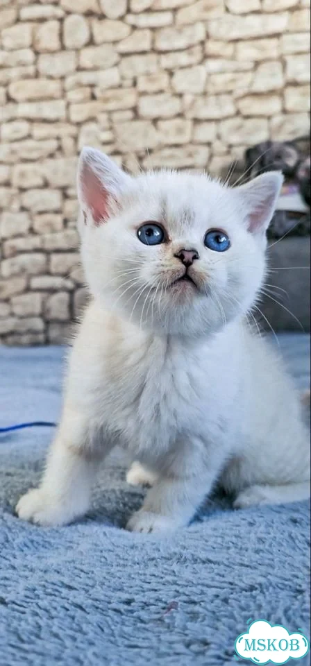 Шотландский прямоухий короткошёрстный котёнок фото 4