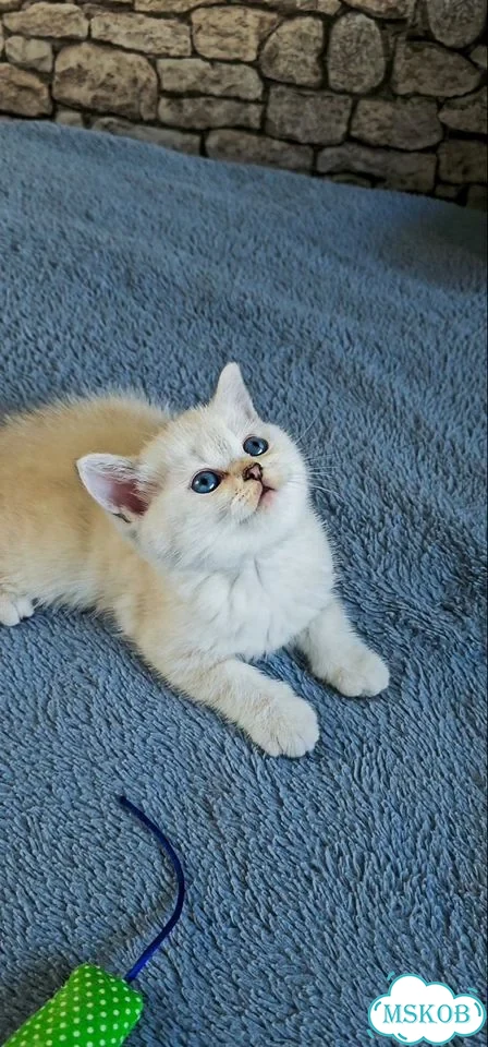 Шотландский прямоухий короткошёрстный котёнок фото 5
