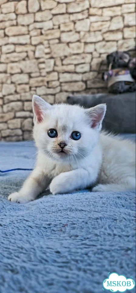 Шотландский прямоухий короткошёрстный котёнок фото 6