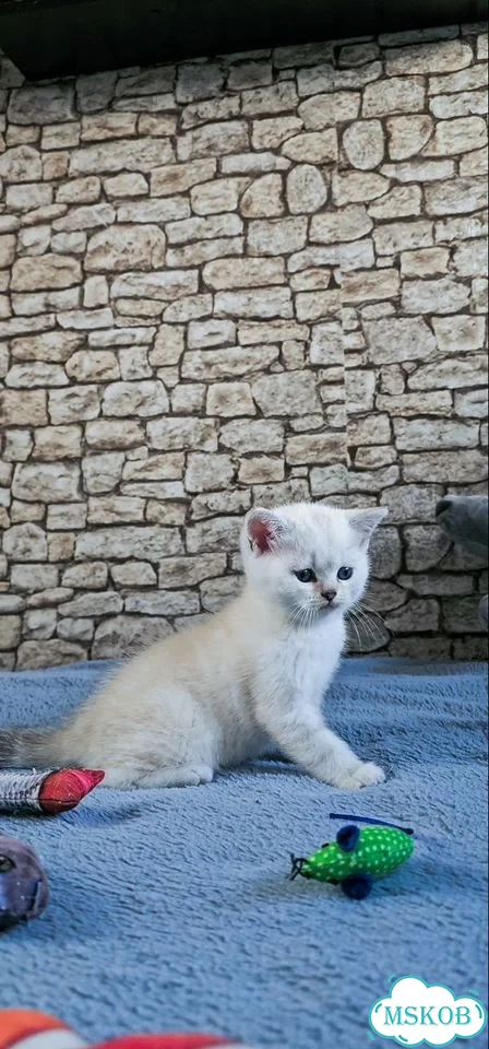 Шотландский прямоухий короткошёрстный котёнок фото 7