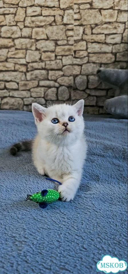 Шотландский прямоухий короткошёрстный котёнок фото 8