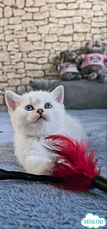 Шотландский прямоухий короткошёрстный котёнок фото 9