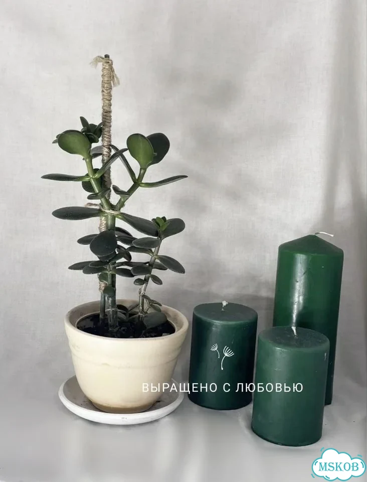 Крассула толстянка денежное дерево фото 4