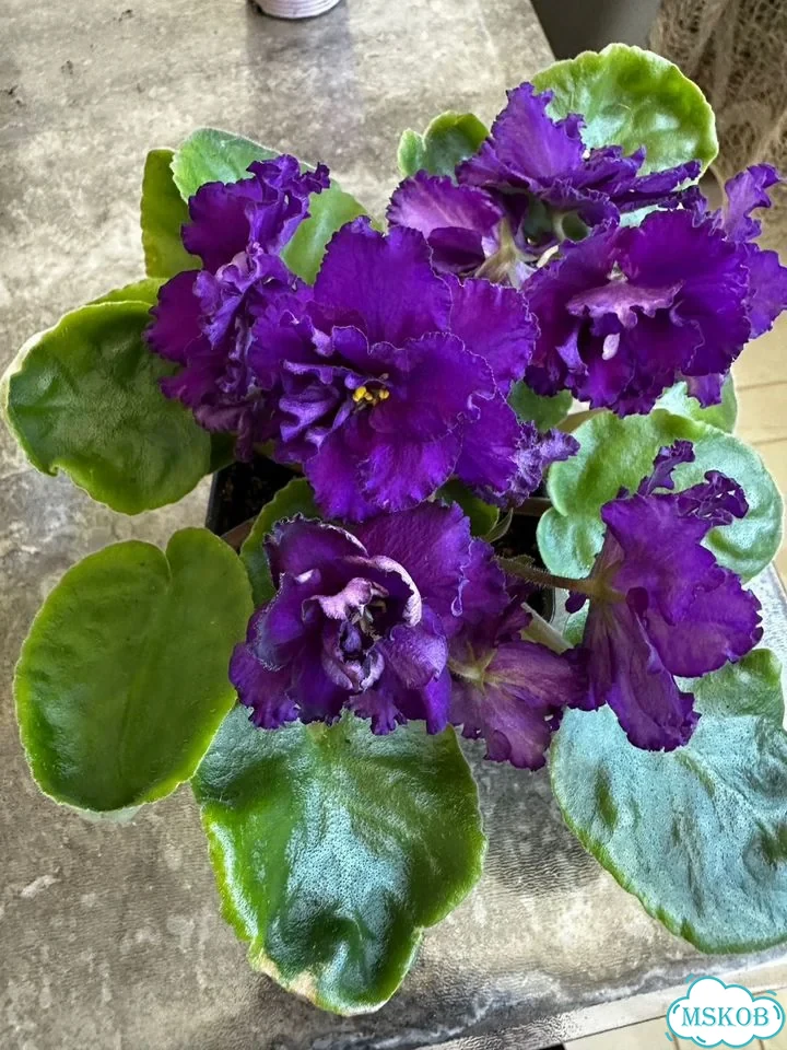 Фиалка Альпийская фото 6