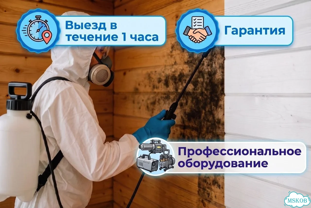 Удаление плесени и грибка. Обработка стен фото 1