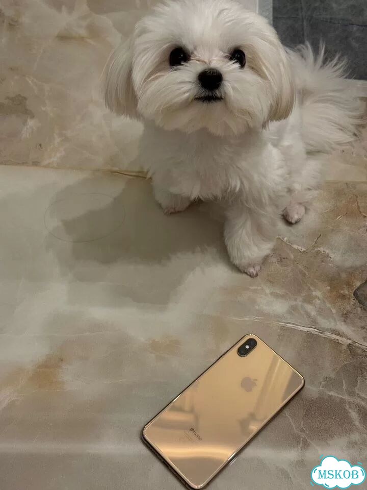 iPhone Xs Max, 64 ГБ, SIM + eSIM фото 1