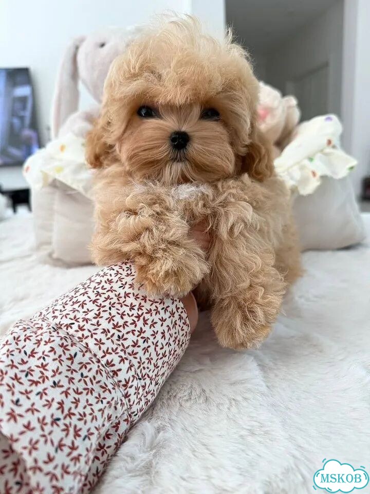 Мальтипу, щенок фото 1