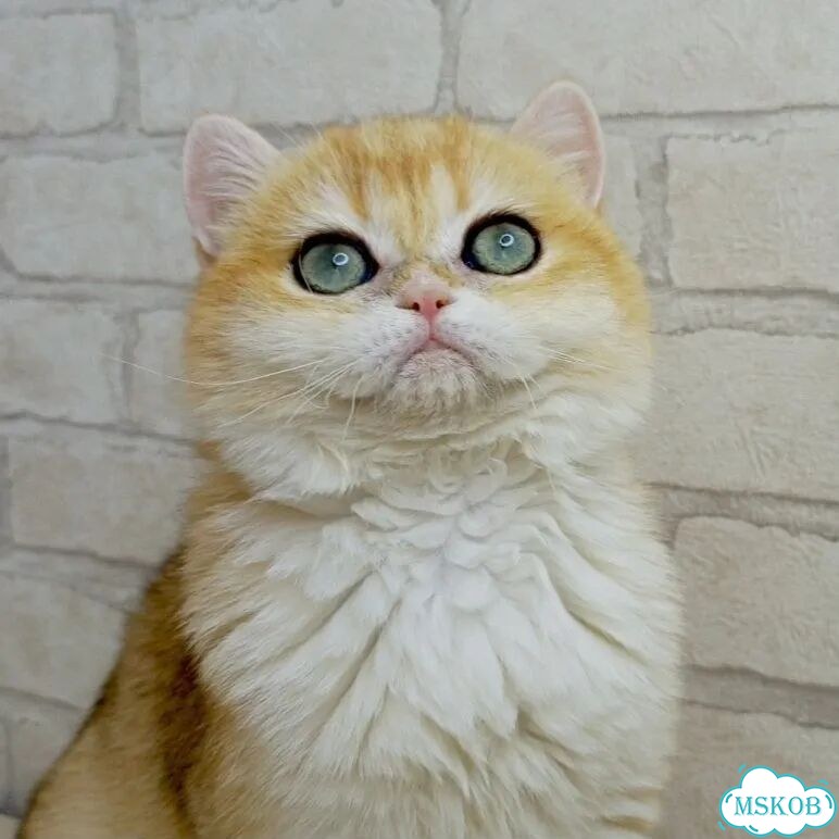Британский короткошёрстный котёнок фото 1