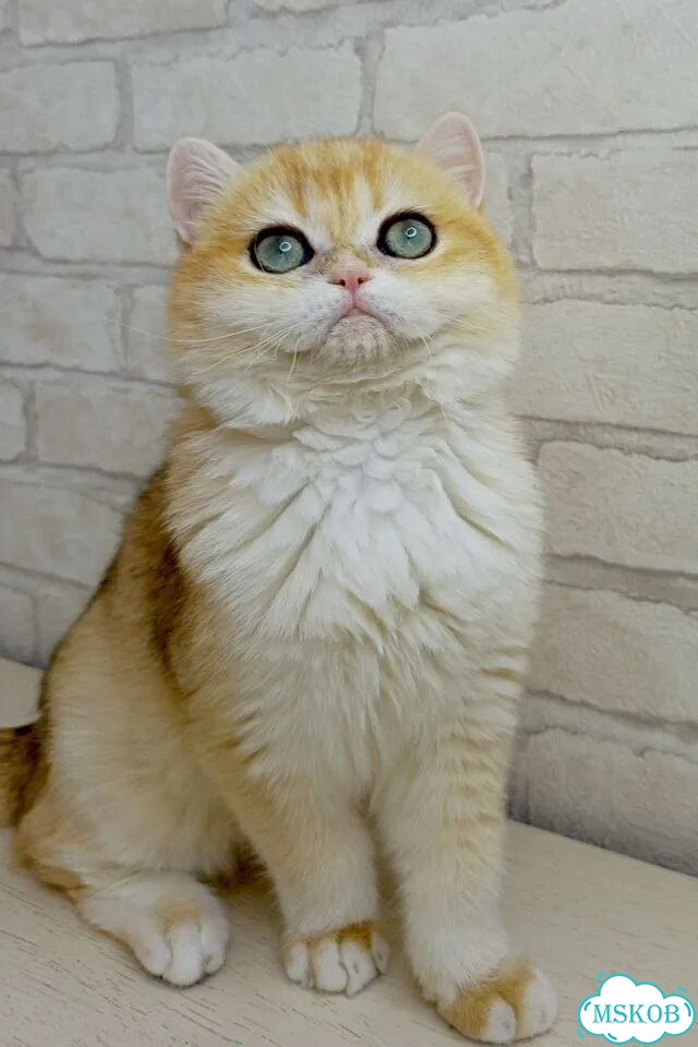 Британский короткошёрстный котёнок фото 2