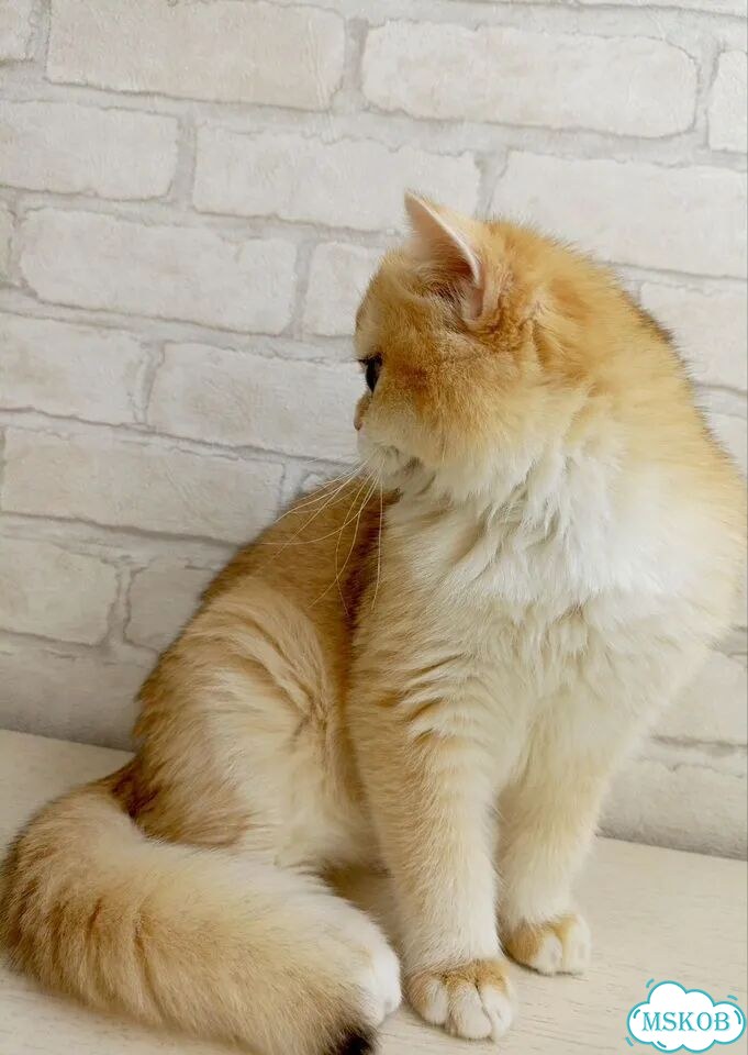 Британский короткошёрстный котёнок фото 3