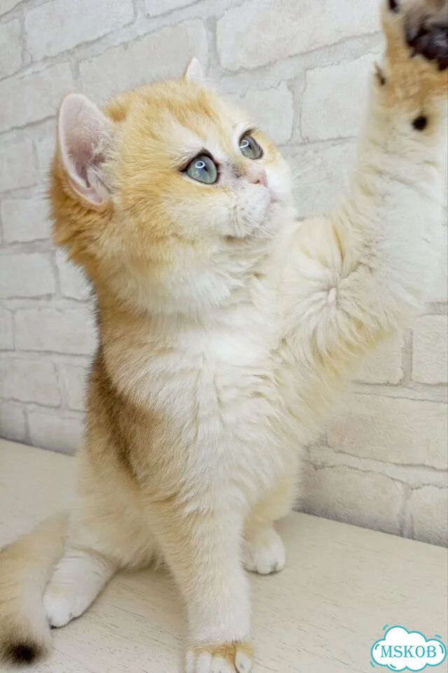 Британский короткошёрстный котёнок фото 4