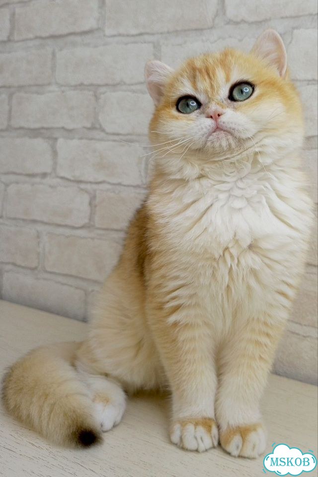 Британский короткошёрстный котёнок фото 5