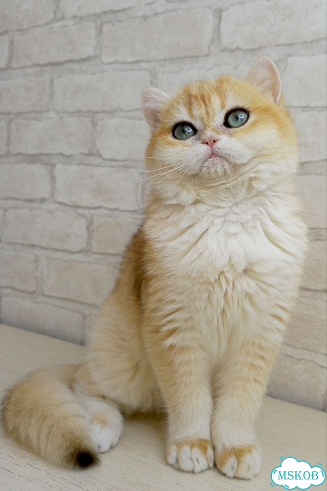 Британский короткошёрстный котёнок фото 6