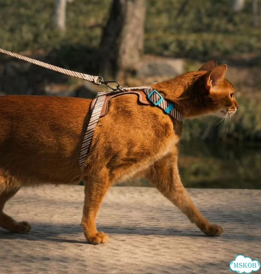 Шлейка с поводком для кошек и собак из экокожи фото 2