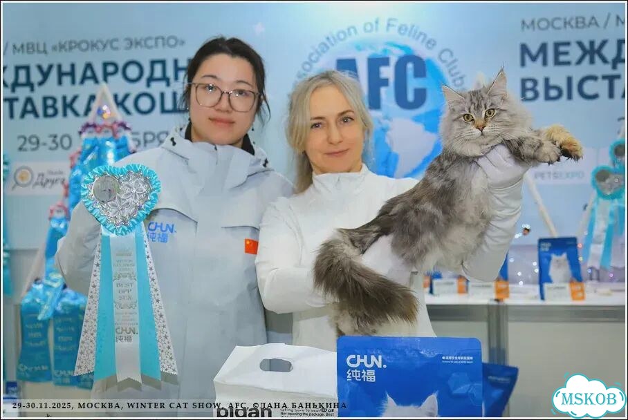 Мейн-кун, взрослая кошка фото 4