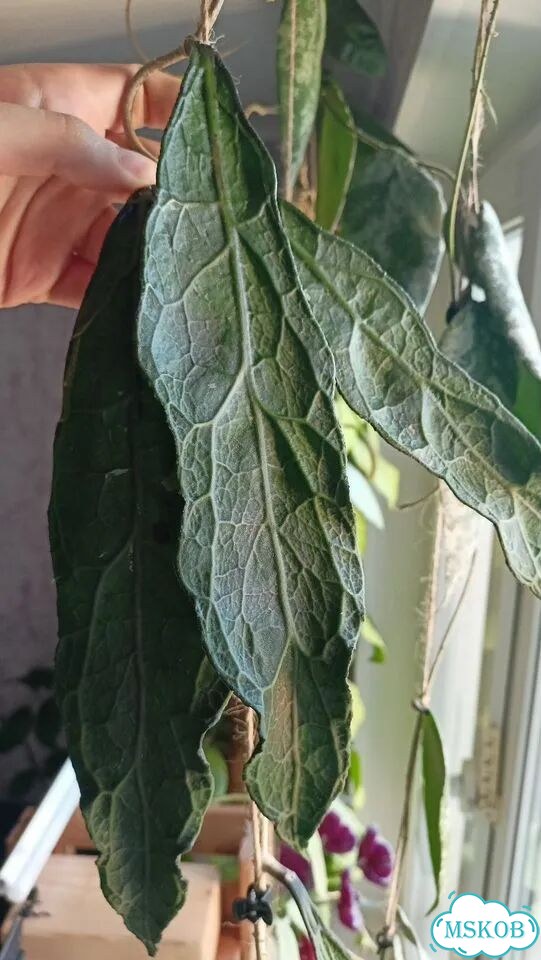 Хойя Клеменсиорум Long Leaf фото 1