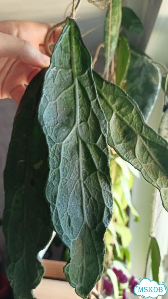 Хойя Клеменсиорум Long Leaf фото 2