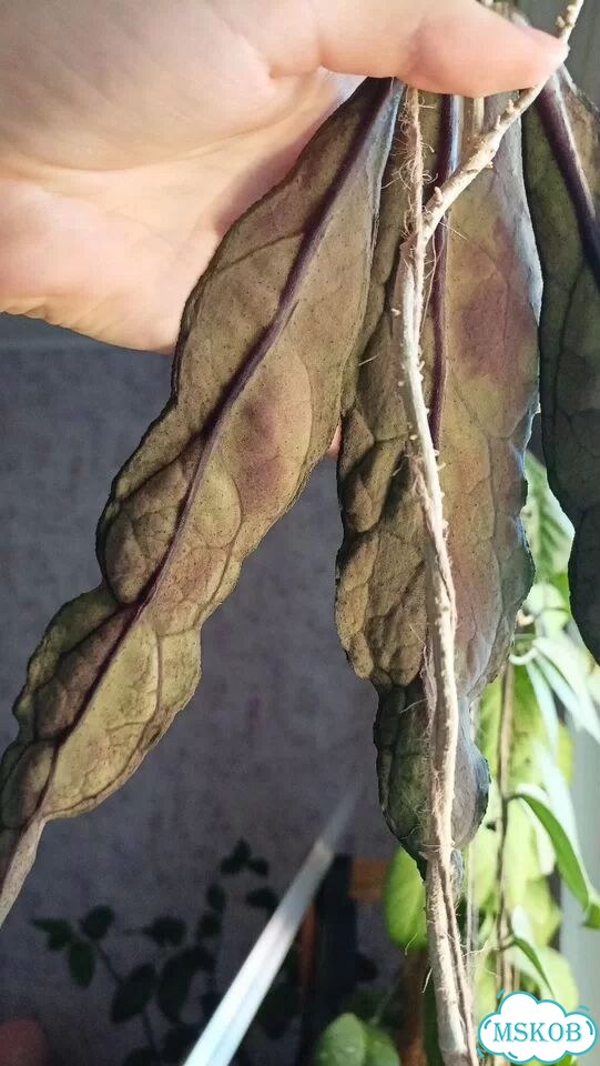 Хойя Клеменсиорум Long Leaf фото 3