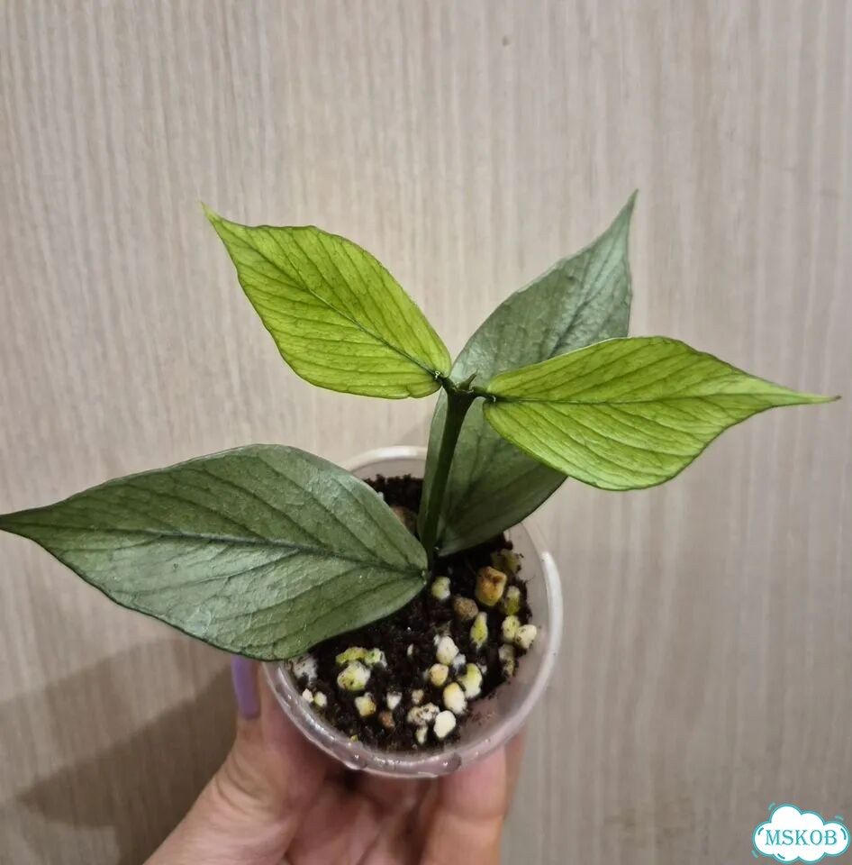 Хойя Polyneura, Pandurata фото 1