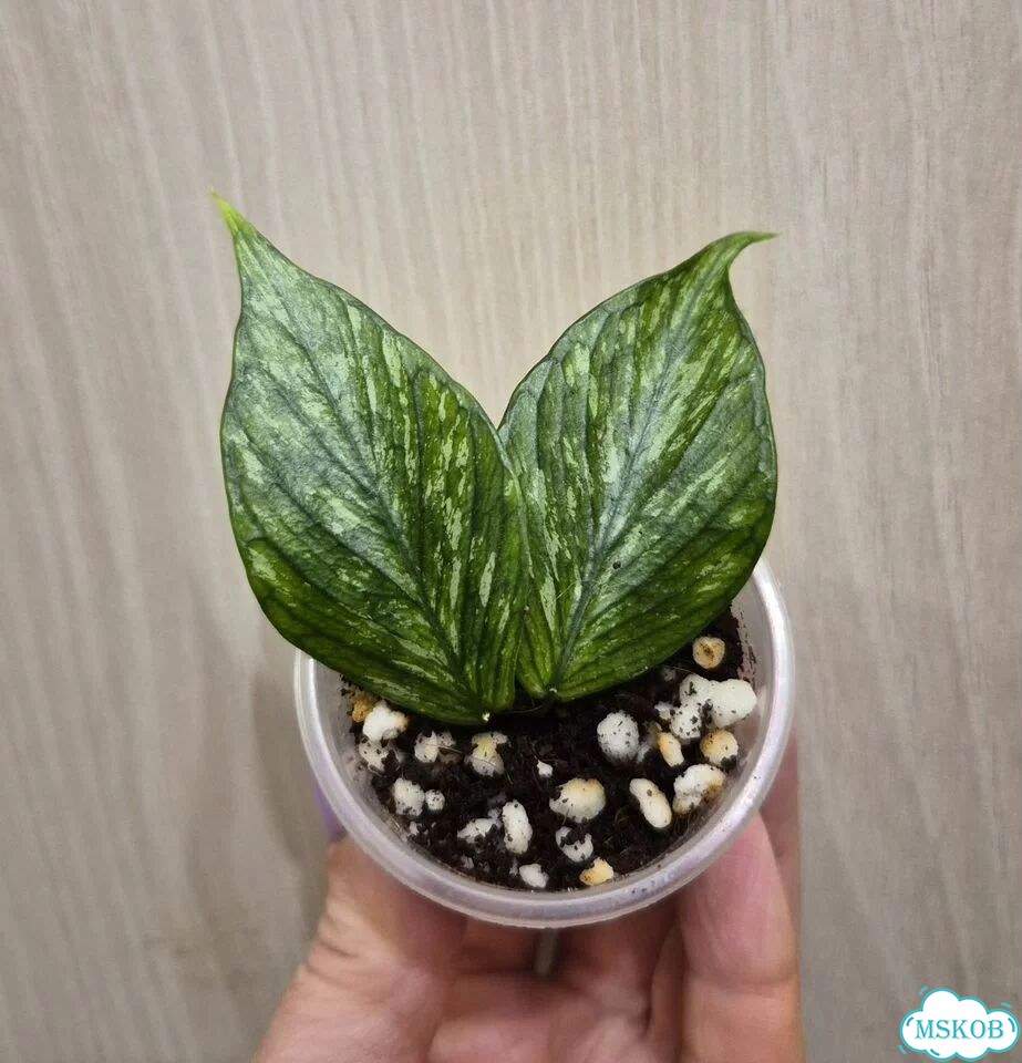 Хойя Polyneura, Pandurata фото 2