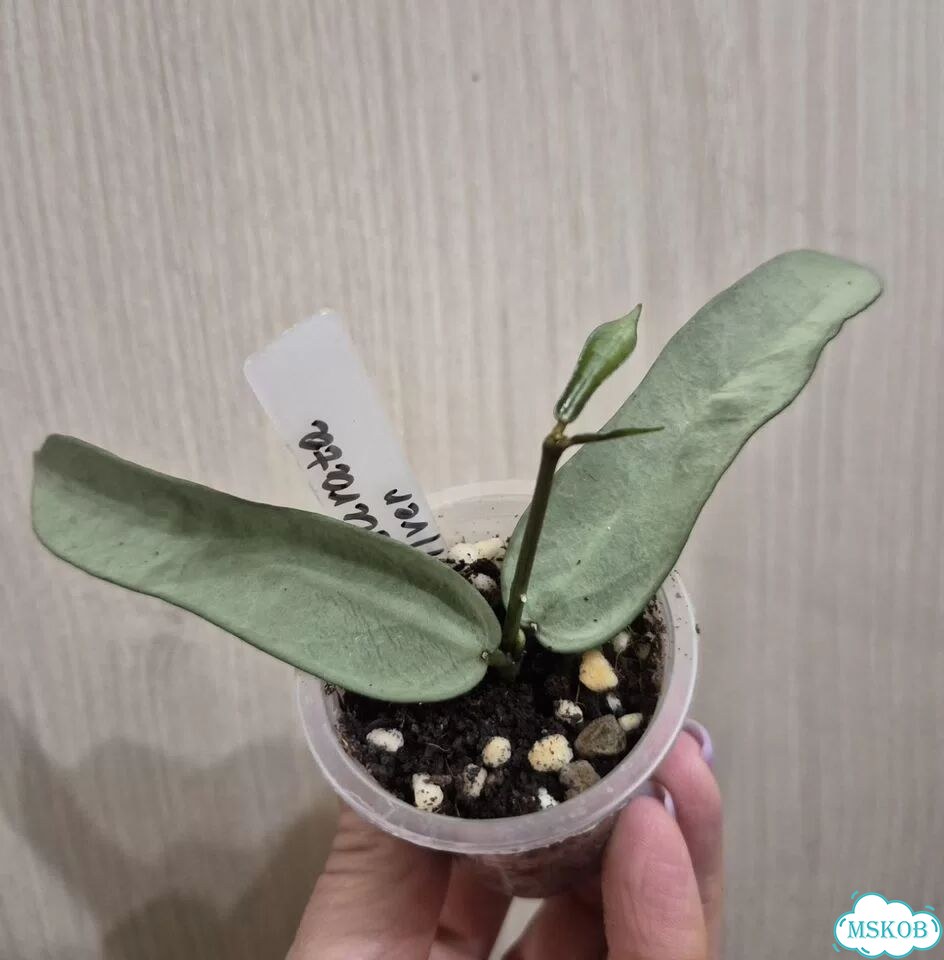 Хойя Polyneura, Pandurata фото 3
