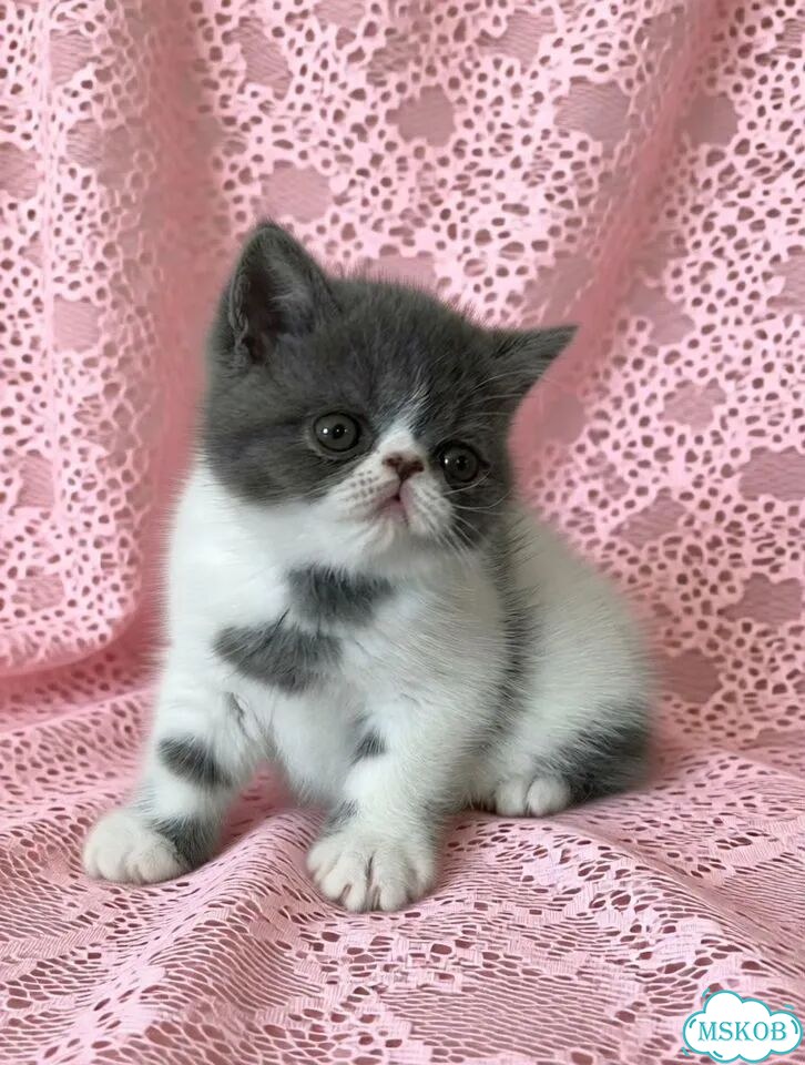 Экзотический короткошёрстный котёнок фото 1