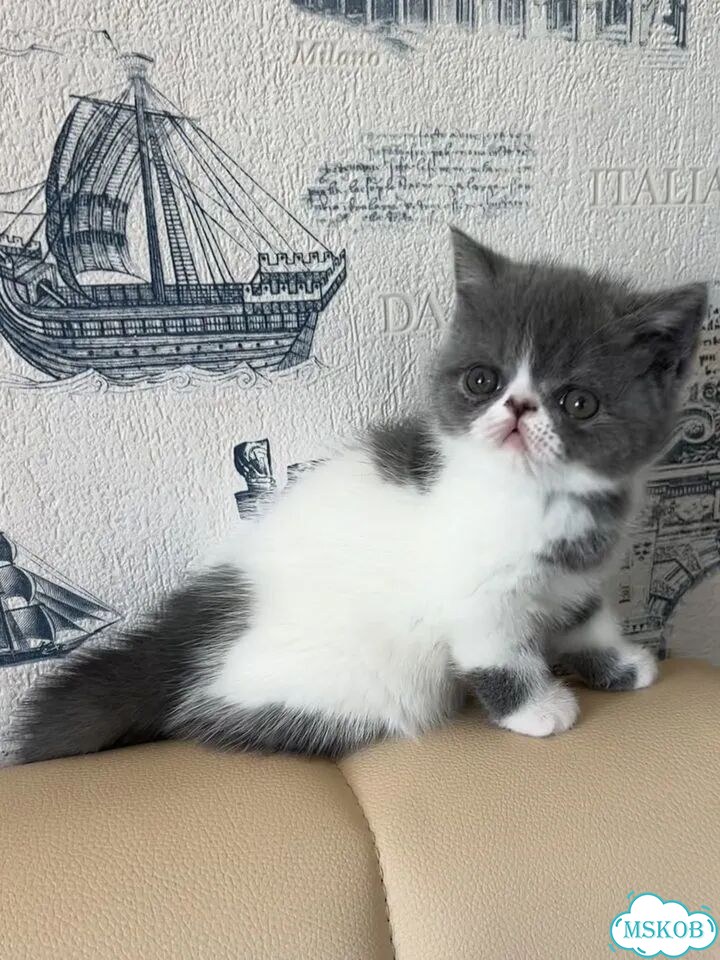 Экзотический короткошёрстный котёнок фото 2