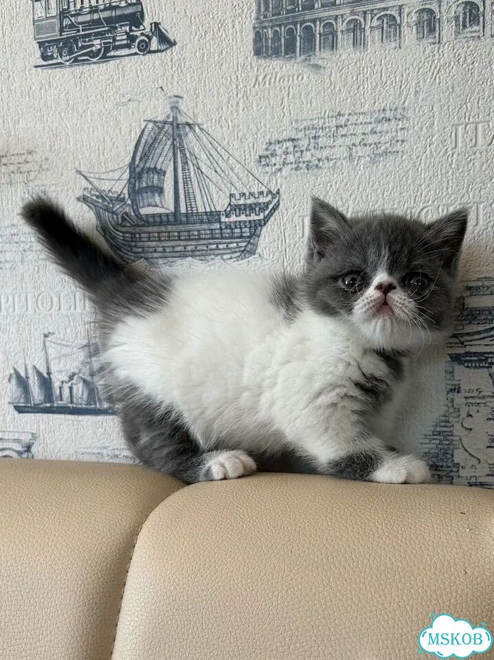Экзотический короткошёрстный котёнок фото 3