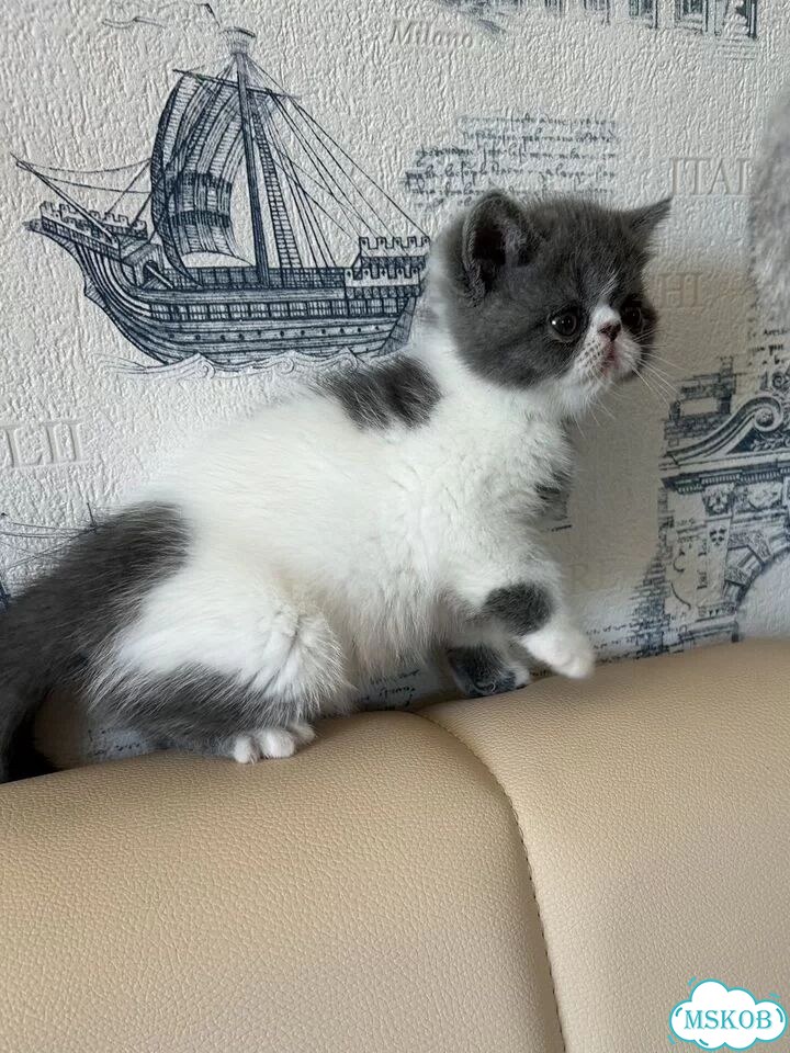Экзотический короткошёрстный котёнок фото 4