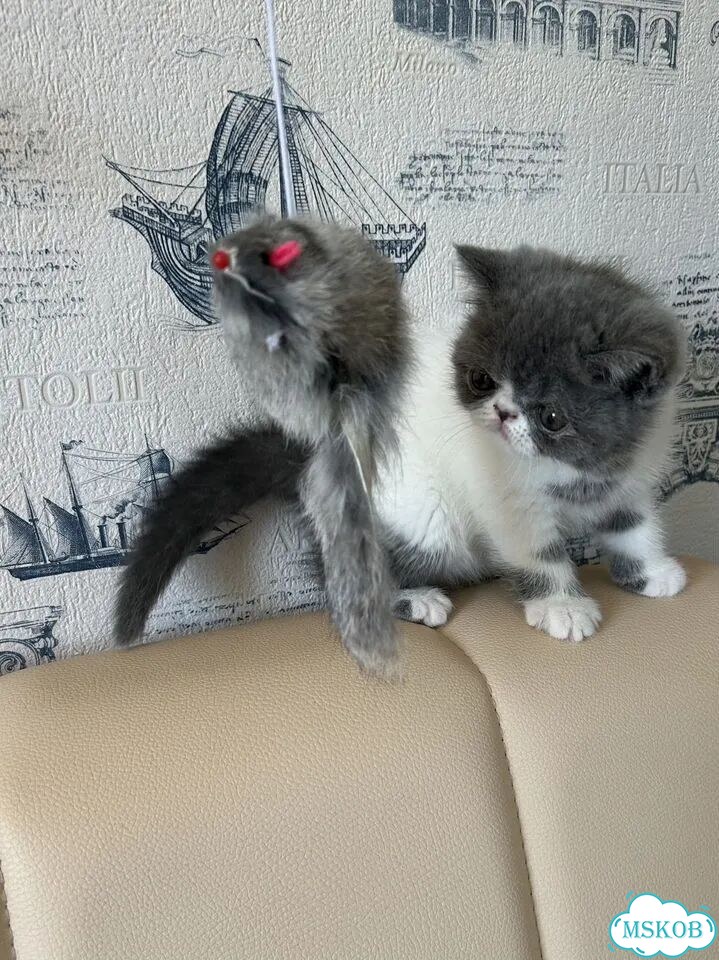Экзотический короткошёрстный котёнок фото 5