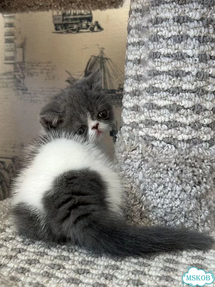 Экзотический короткошёрстный котёнок фото 6