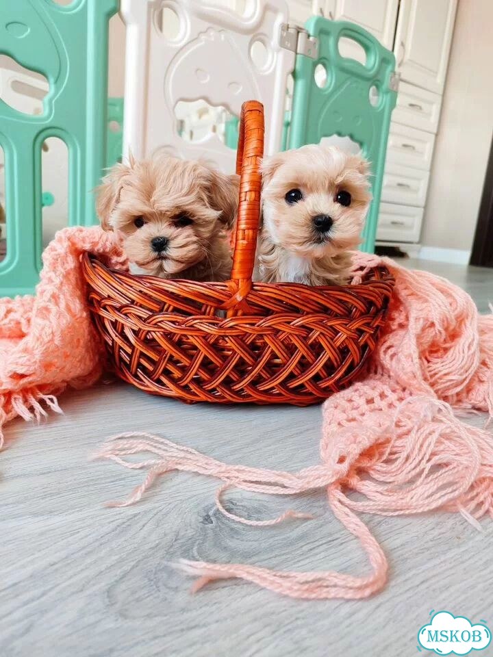 Мальтипу, щенок фото 4