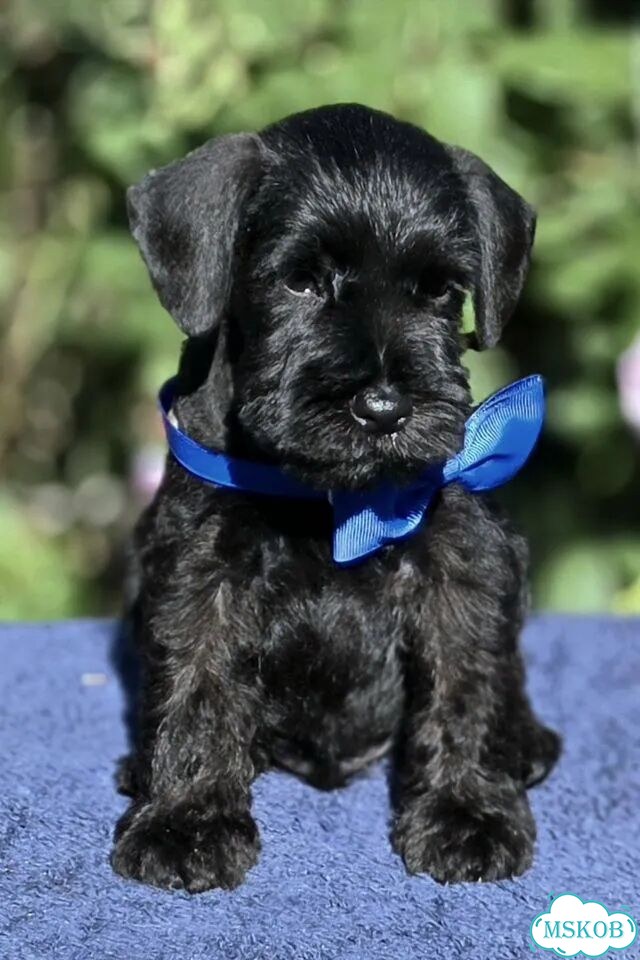 Цвергшнауцер, щенок фото 2