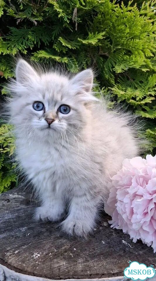 Невский маскарадный котёнок фото 1