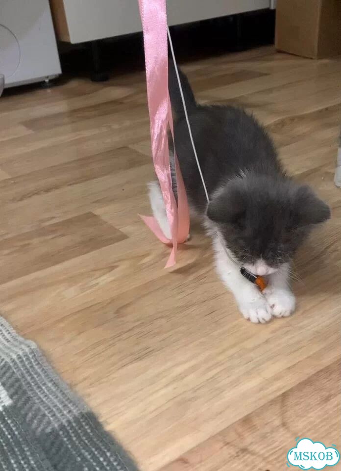 Котёнок в добрые руки фото 1