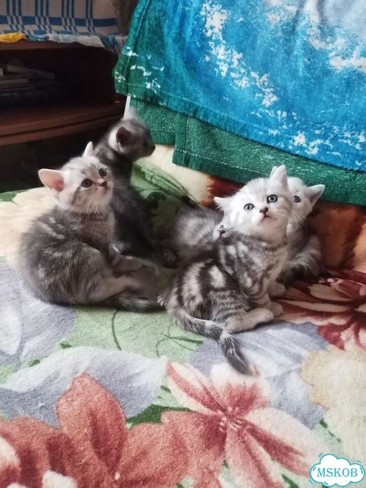 Британский короткошёрстный котёнок фото 1