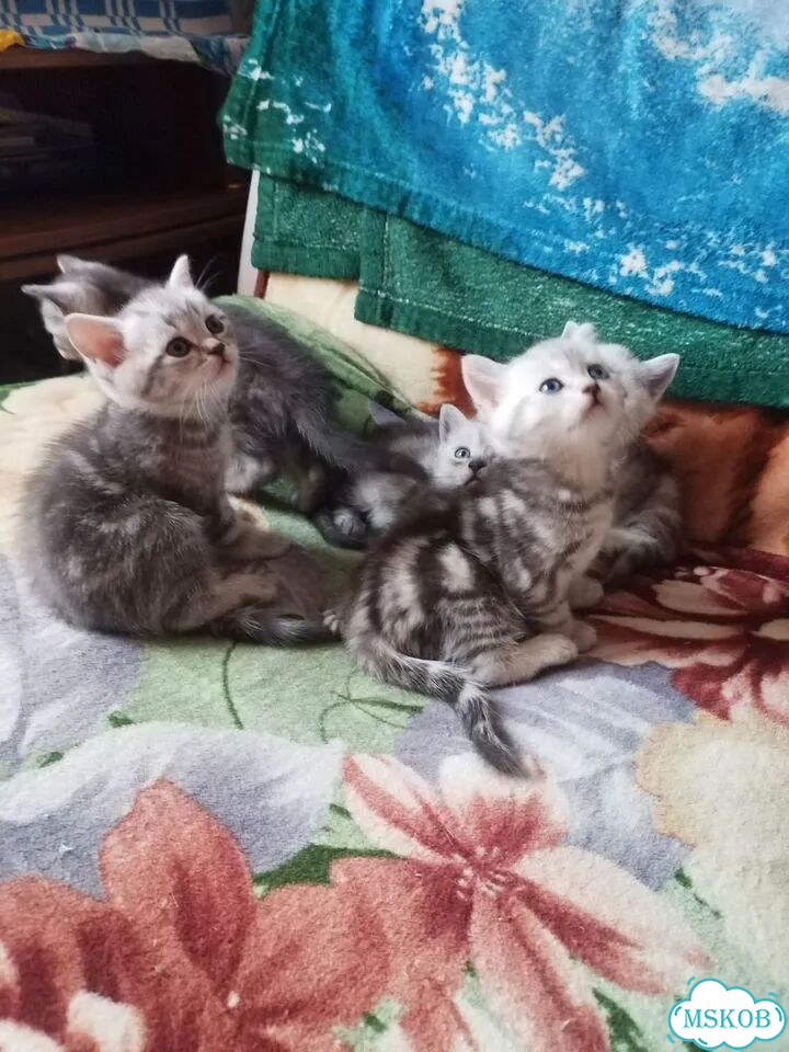 Британский короткошёрстный котёнок фото 2