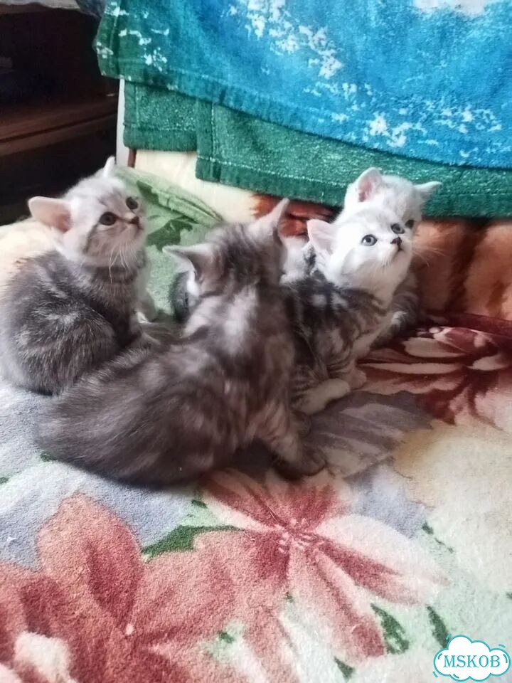Британский короткошёрстный котёнок фото 3