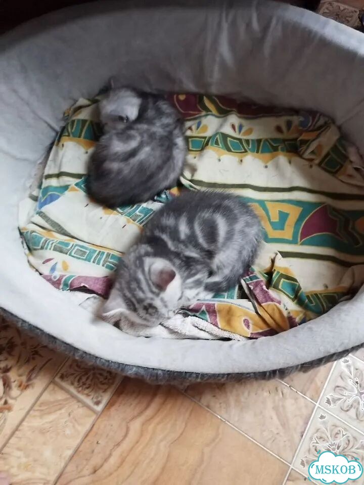 Британский короткошёрстный котёнок фото 5