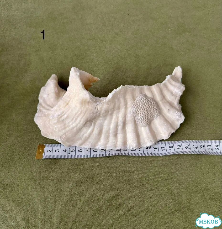 Морские раковины фото 1