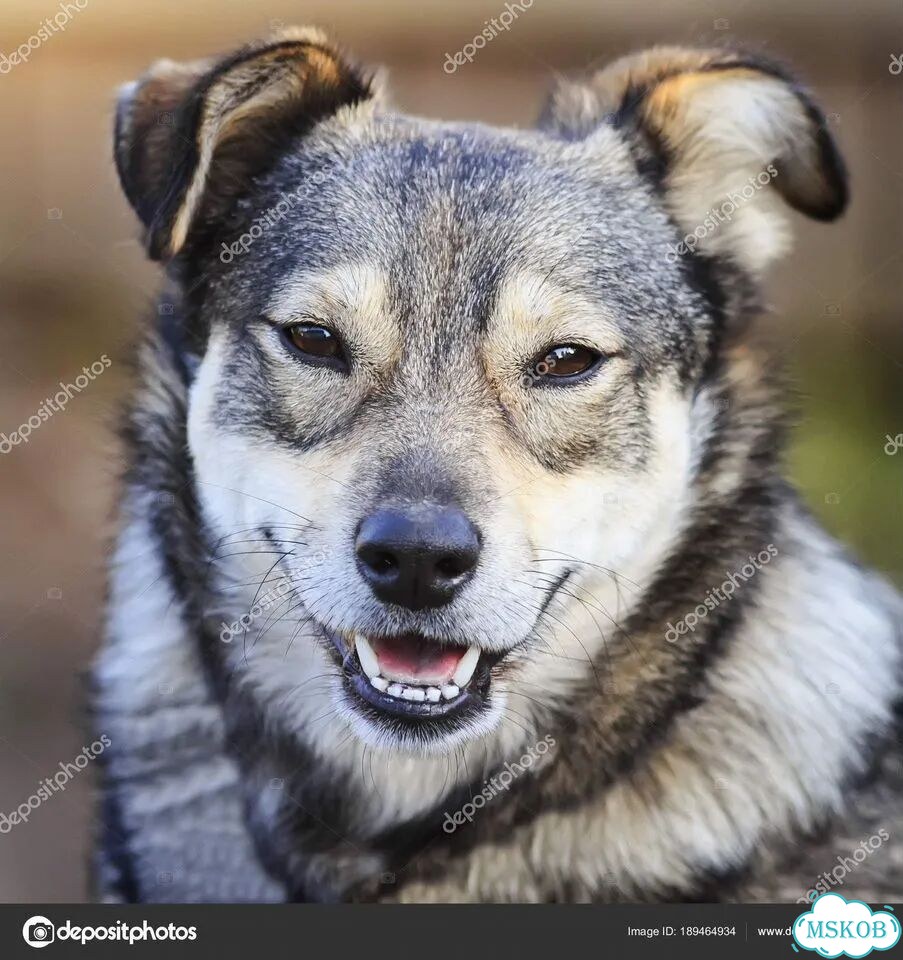 Орхидея фаленопсис розово - вишнёвый 258309 фото 1