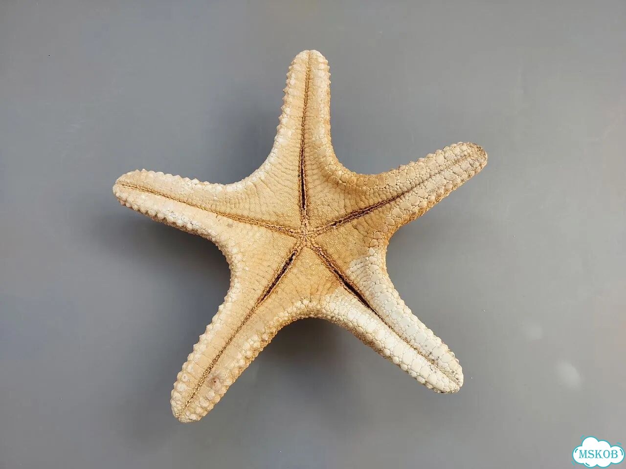 Морская звезда, 22 см фото 2