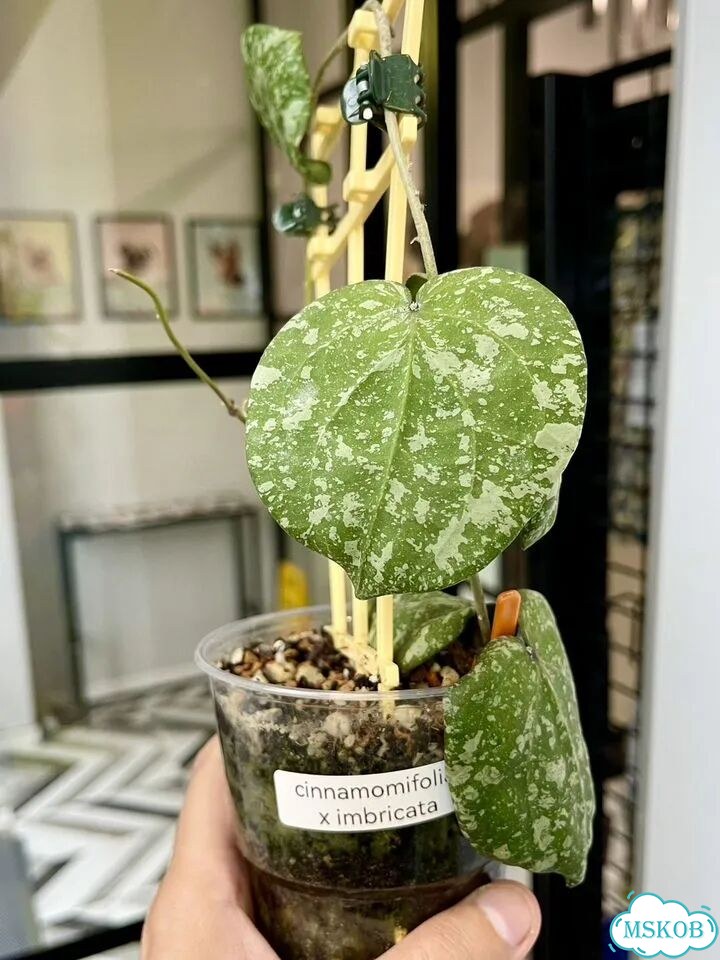 Хойя Hybrid cinnamomifolia&imbricata (Новинка) фото 1