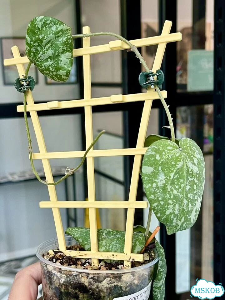 Хойя Hybrid cinnamomifolia&imbricata (Новинка) фото 2