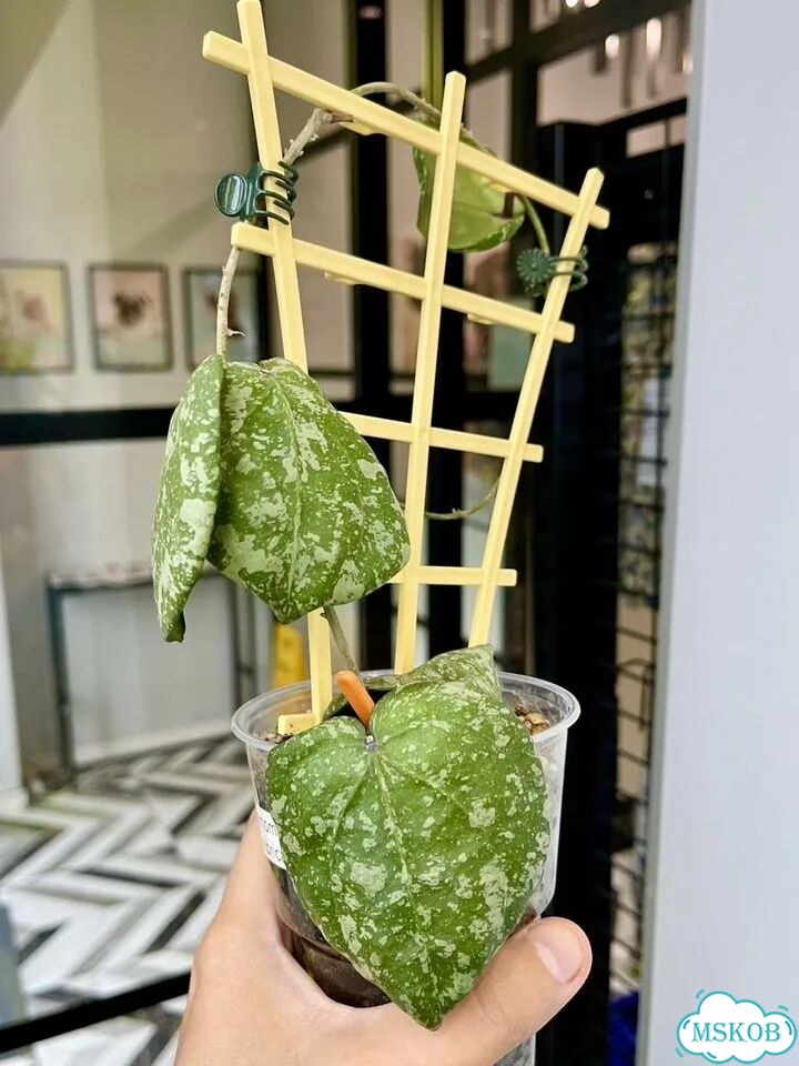 Хойя Hybrid cinnamomifolia&imbricata (Новинка) фото 3
